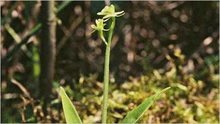 Fen Orchid c/o Natural England and Peter Wakely