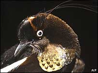 Berlepsch (Papua'da bulunan kuş türü)