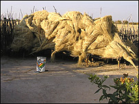 Obilí na farmě
