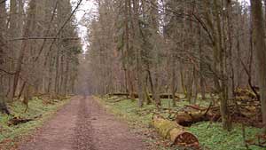 Poland's primeval forest