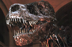 Tyrannosaurus rex