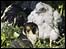 Peregrine Falcon chick