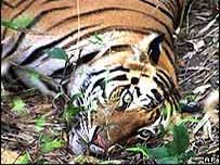 بنگال کا شیر