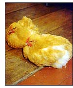 Grand daughters of Hester