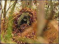 Wildlife hide