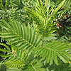Acacia dealbata