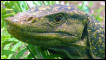 Varanus bitatawa