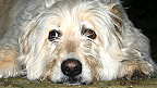 A dog