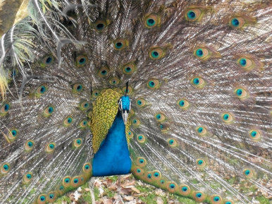 Peacock