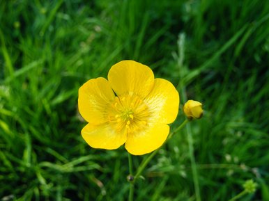 Lonely Little Buttercup