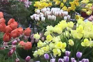 Denise visits the Chelsea Flower Show for the first time