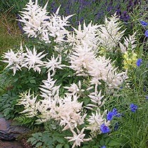 Astilbe 'Weisse Gloria'