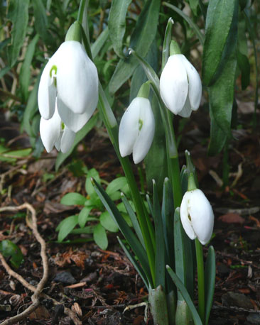 Snowdrops on the Garscube Estate