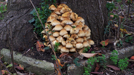 Fungus by Keith Burton