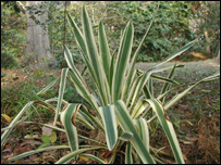 Yucca filamentosa