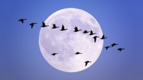 Migrating Geese from the Nature picture Library