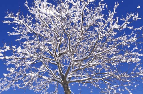 snow covered walnut tree