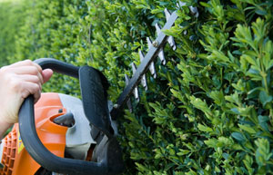 Using a hedge trimmer