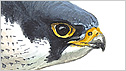 Peregrine Falcon c/o rspb Mike Langman