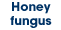Honey fungus