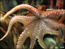 Pulpo Paul