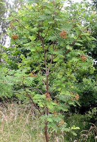 Rowan Tree supplied by WTPL/ www.moorhen.demon.co.uk