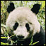 Urso panda