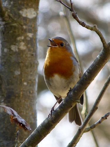Robin singing © Lisa Cox from the BBC Springwatch Flickr Group