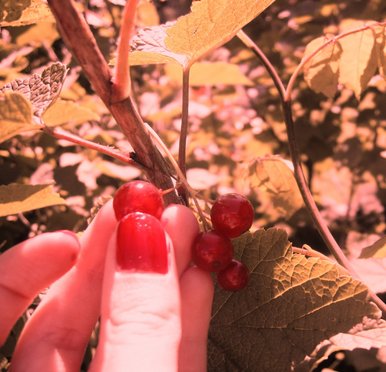 Berry picking