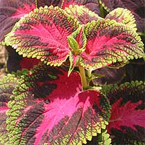 Solenostemon