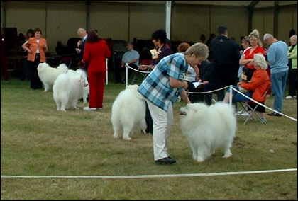 Dogs on show at the Three Counties Showground