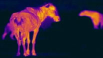 Thermal image of wildebeest