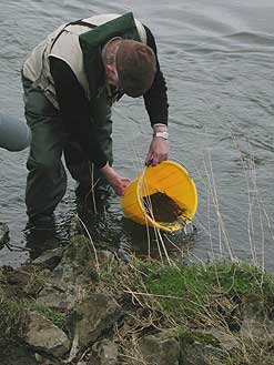 Salmon parr being introduced into the River Dove