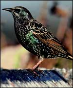 Starling numbers are falling