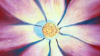 painted flower