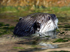 Swimming otter