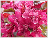 Malus Royalty