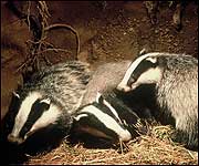 Badgers in their underground sett