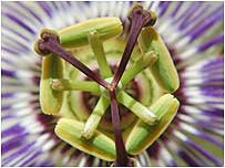 Flower by Keith Jones