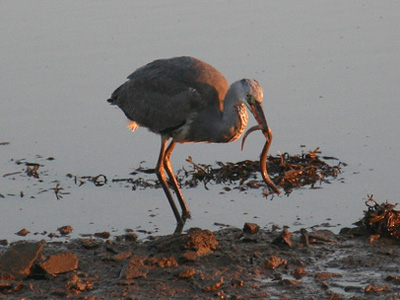A heron fishing for eels in the late afternoon sun by Karlentwm.