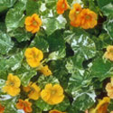 Tropaeolum majus, Nasturtium