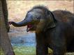 Foto do livro ZooBorns, de Andrew Bleiman e Chris Eastland, publicado por Constable & Robinson