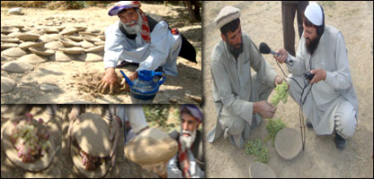 کنګينه