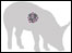 Flu virus in a pig