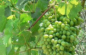 grapevine