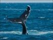 Foto: New England Aquarium
