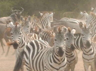 Zebras in the mist