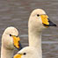 Lough Foyle (Image: Whooper Swans c/o WWT)