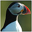 Rathlin (Image: Puffin)