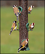  Goldfinches on a feeder (RSPB-images.com)